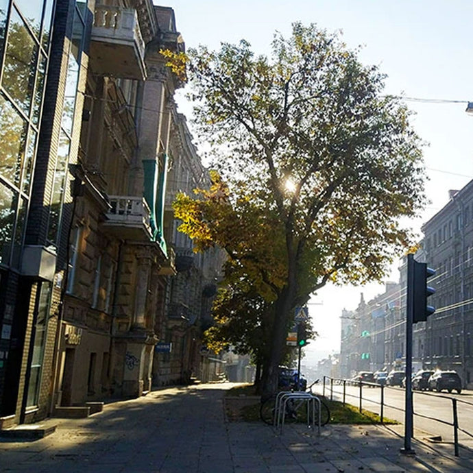 Genealogijos sėkmė. Kai nusišypso rytas.