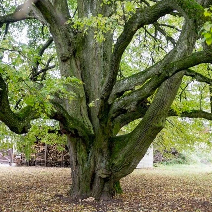 Piešiamo giminės medžio simbolika